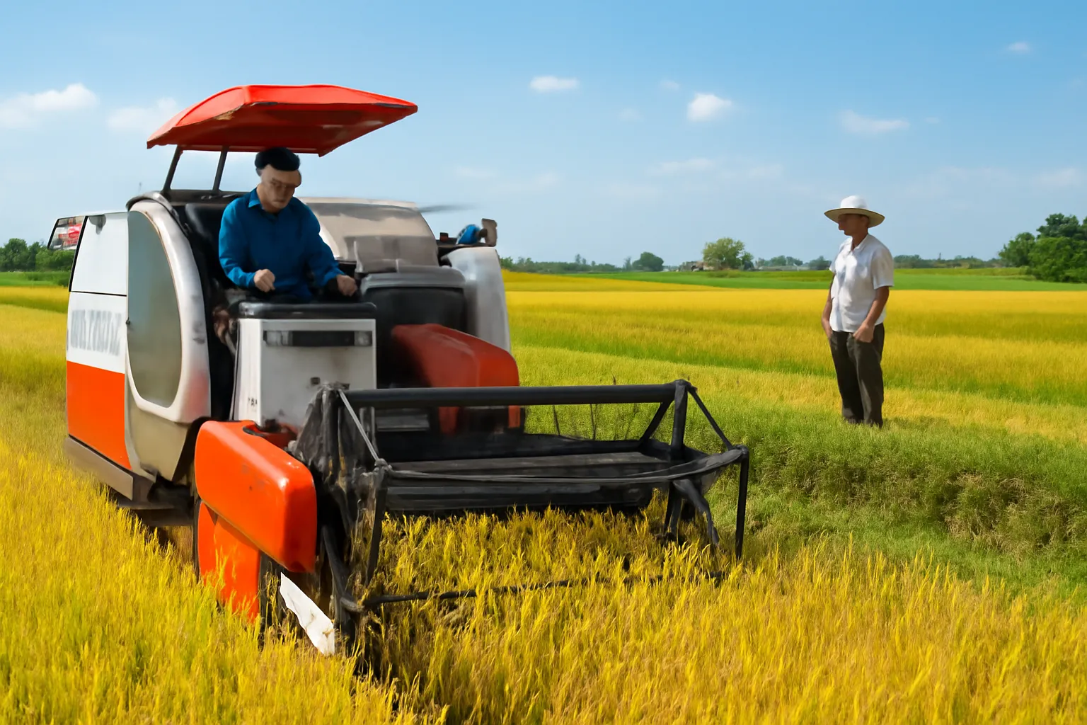 Kỹ thuật viên trẻ vận hành máy gặt đập liên hợp trên cánh đồng lúa
